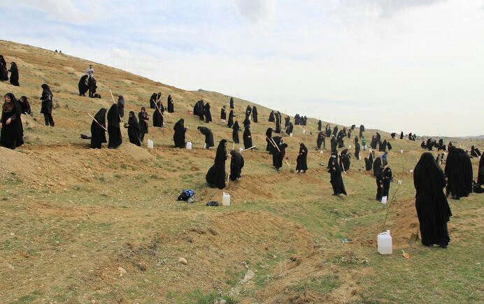 گزارش تصویری از روز درختکاری در تپه های تلو گزارش تصویری از روز درختکاری در تپه های تلو