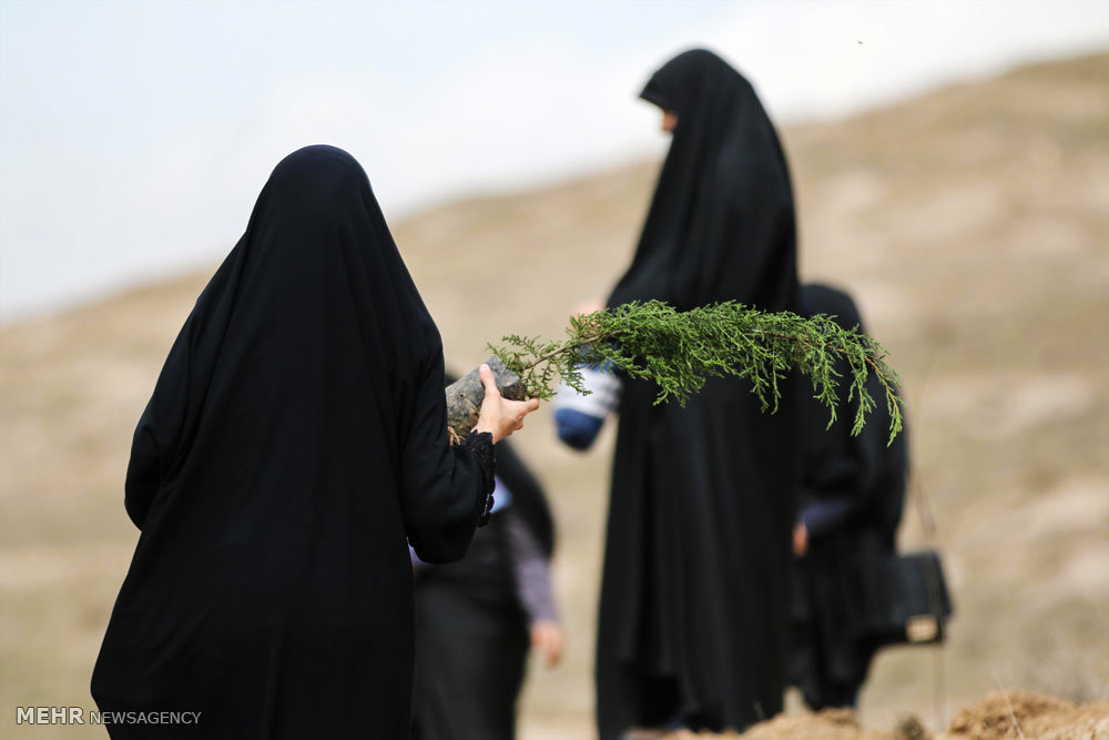 گزارش تصویری از روز درختکاری در تپه های تلو گزارش تصویری از روز درختکاری در تپه های تلو