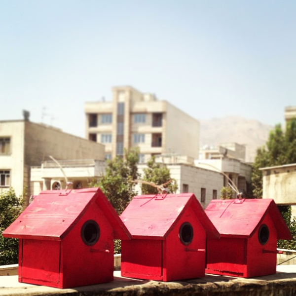 مهربونی با پرندگان مهربونی با پرندگان