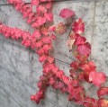فضای سبز عمودی